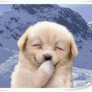 Meet your Posher, Betty